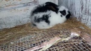 Обзор самочки 2 месяца пятнистая Немецкий Пестрый Великан Строкач