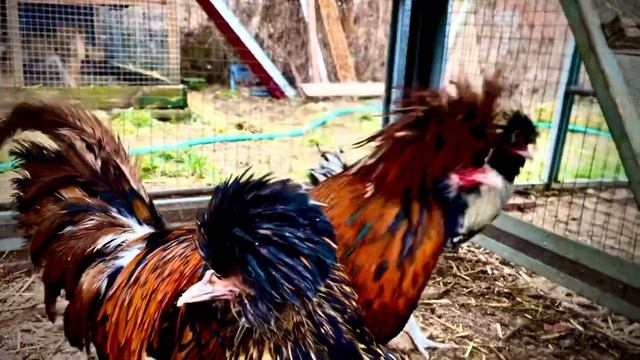 Короткометражка - Падуан смотреть онлайн