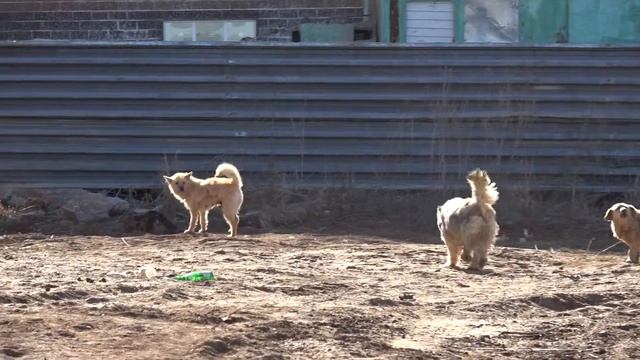 Не европейская жизнь в ЖК "Европейский" г.Нефтекамск. смотреть онлайн