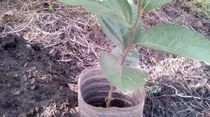 Хурма-королёк выращенная из косточки.