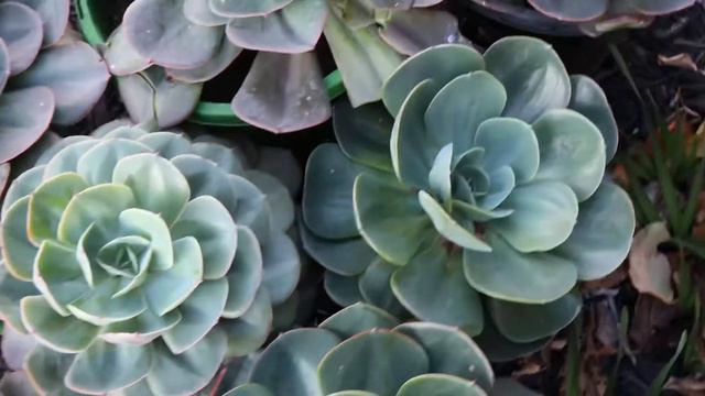 Echeveria imbricata Facebook market place bargain #4 смотреть онлайн