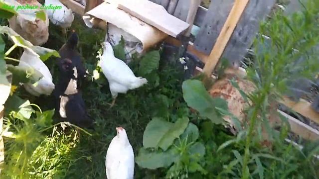 Любимое место кота. Гусики подрастают хорошо. Цыплята бегают за курицей. смотреть онлайн