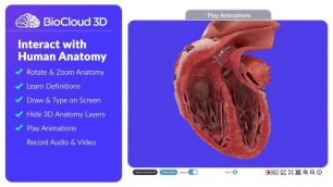 3Д-визуализация анатомии человека