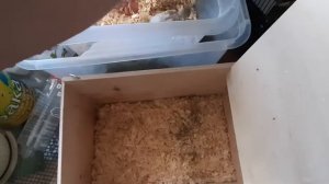 Замена опилок в гнезде волнистых попугаев.