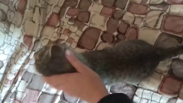 котята в добрые руки 2020 Саратов(2)