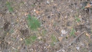 Дела грибные. Ложный трюфель?