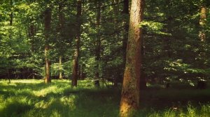 Летний лес.