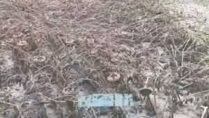 Уборка 2019 CLAAS LEXION 480 CAT C12. Азовские Жатки. Полёгший подсолнух(часть 2)