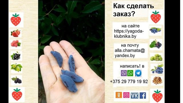 Жимолость Восторг