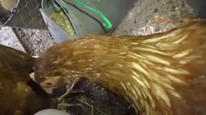 Kормушка для кур своими руками просто и сердито