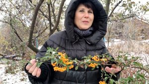 Пираканта в саду