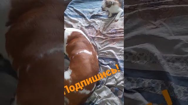 КОШМАР! НЕ МОГУ ОТУЧИТЬ СОБАКУ ЛАЗИТЬ ПО КРОВАТЯМ!