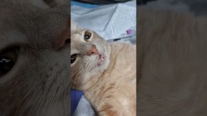 Как сейчас стерилизуют кошек?История кошки по имени Сесилия🥰😊🙏(2🙏)@zoovetdoctor