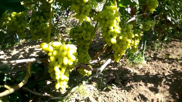 @Виноград 2020 А Гергеля созревает Новые формы винограда смотреть онлайн