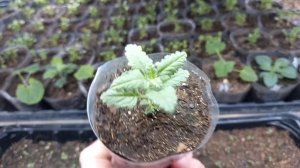 Вербена вегетативная. Черенкуем ампель