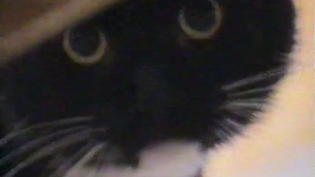 ДК 18_16 22.07.1996.mp4 смотреть онлайн