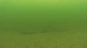 Подводная съемка Цимлянское водохранилище 17 02 16