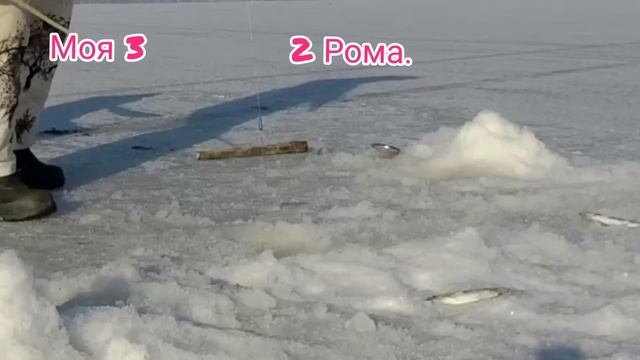 рыбалка в Приморье сейчас. рыбалка на зубаря. рыбалка на зубаря комбайн.