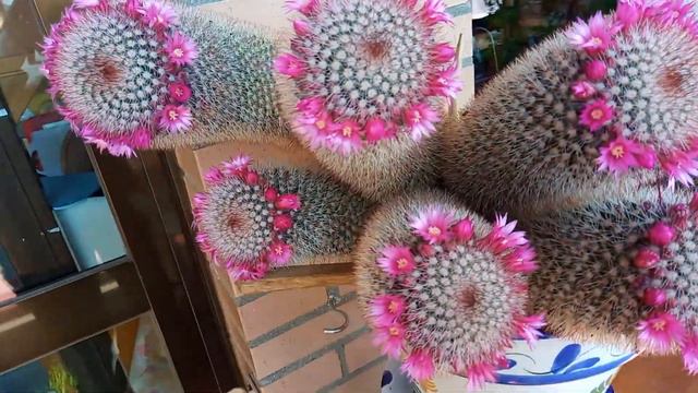 Кактус цветёт # cactus florece смотреть онлайн