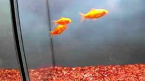 золотая рыбка комета лимонная