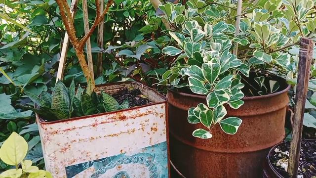 GARDEN TOUR || Container Gardening,Vegetables,Flowers and Ornamental Plants Part 1 смотреть онлайн