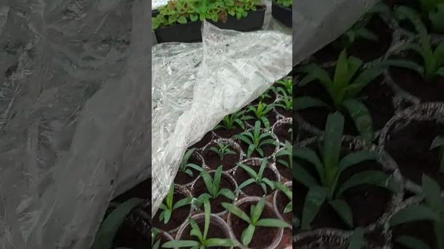 ЧЕРЕНКИ петунья, гвоздика, георгина, остик 27.02.21 смотреть онлайн