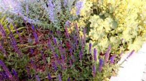 И ЖЁЛТЫЙ, И СИРЕНЕВЫЙ И БЕЛЫЙ И ЗЕЛЁНЫЙ-ШАЛФЕЙ И МАНЖЕТКА/что цветёт в конце июня