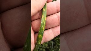 Болезни на озимой пшенице