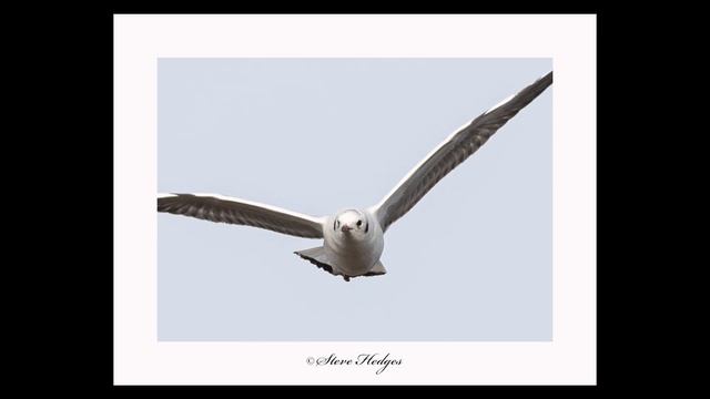 Nikon Z6II first impressions for wildlife photography. смотреть онлайн