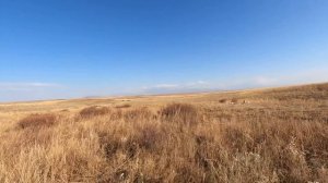 ОХОТА НА ФАЗАНА, ОСЕНЬ 🍂 , КУРОПАТКА,УТКА 🦆,ГОЛУБЬ. Охота в Казахстане. Жетысу. Талдыкорган.