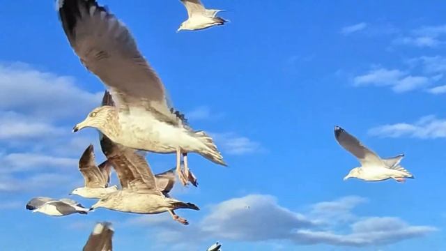 Flying with the seagulls at Jones Beach Long Island New York смотреть онлайн