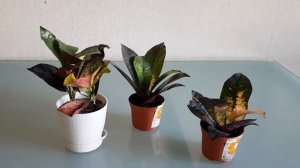 Загадочный Кодиеум Миссис Айстон! Веточки на укоренение. Пересадка.