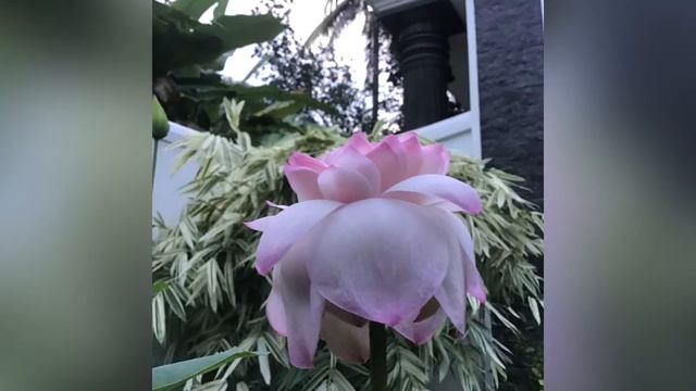 Camelia! The dazzling beauty! смотреть онлайн