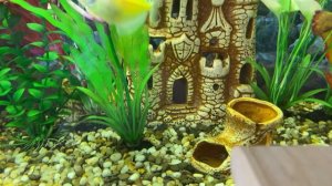 Чтение 4 кл: М.М.Зощенко: «Не надо врать»; «Тридцать лет спустя»/04.12.22 11:40