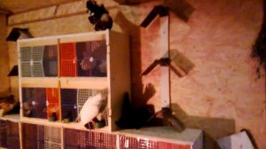 Начинаю паровать голубей не от хорошей жизни. Декабрь 2016.