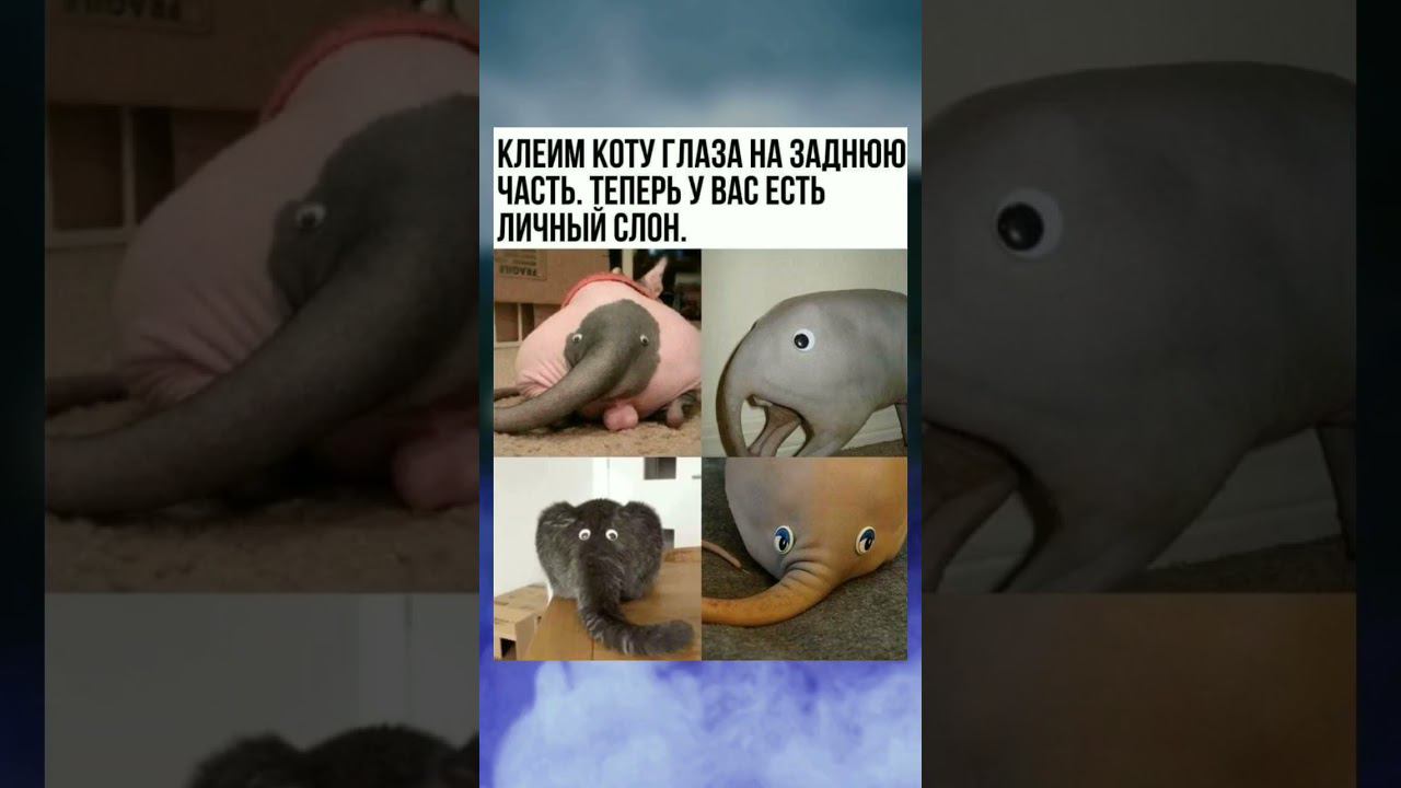 #мемы #юмор #приколы #пози #позитивно #актив #доброеутро Хороших выходных  не забываем про комменты