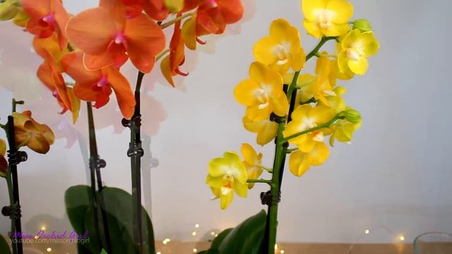 Phalaenopsis Orchids in golden colors - Flower shop finds смотреть онлайн