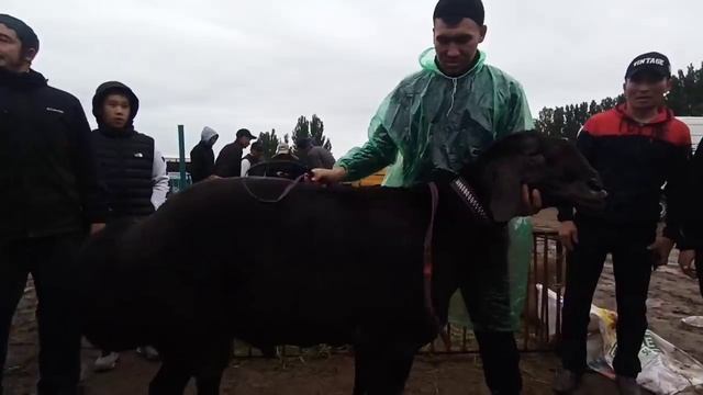 Великан чемпион. Вес 214 kг. Выставка Овец 2022 Кыргызстан. смотреть онлайн