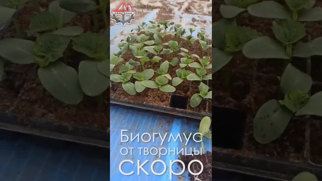 Биогумус от Творницы