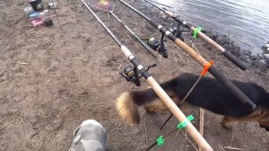 Пес Ларри едет ловить карася! И сазана...