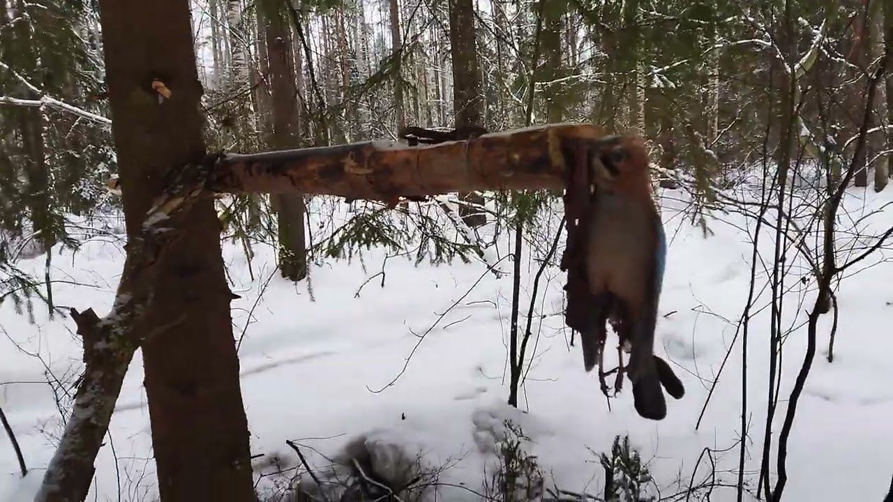 Мещерский лес самоубийц. КукуруЗо. смотреть онлайн