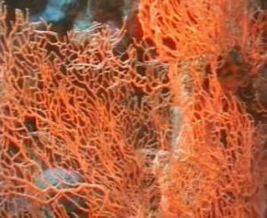 Кораллы и актинии