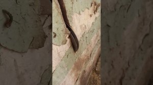 Husgvarna k4000 Cut-n-Break резка армированного бетона с помошью ручного резчика хускварна к4000 кн