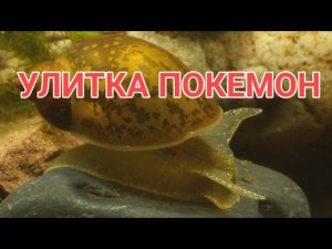 УЛИТКА ПОКЕМОН. СОДЕРЖАНИЕ, УХОД, КОРМЛЕНИЕ И РАЗВЕДЕНИЕ