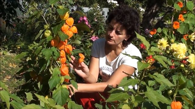 Неприхотливые растения для сада. Физалис Франше. Японские фонарики. смотреть онлайн