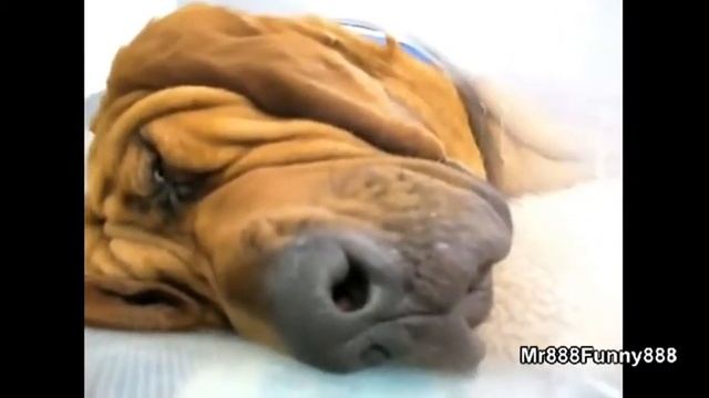 Храп разных животных, подборка смотреть онлайн