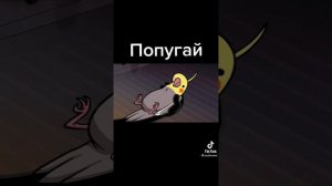 вот почему нельзя заводить попугая 😂🤣😂🤣😂🤣