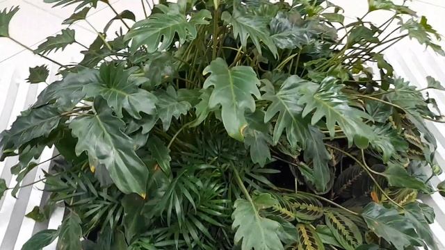 ОЗЕЛЕНЕННЯ В ТОРГОВИХ ЦЕНТРАХ/ДОГЛЯД ЗА РОСЛИНАМИ #subtitles #ukraine #украина #plants #shopping