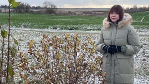 Формирующая обрезка кустарников. ОСЕНЬ/ВЕСНА.