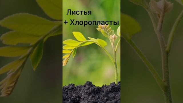 Почему растения зелёного цвета???|#shorts